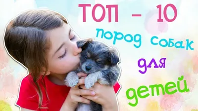 Гипоаллергенные породы собак