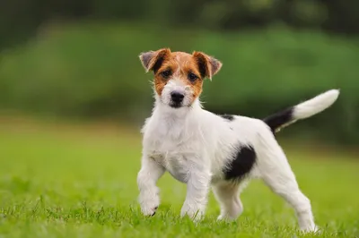 Маленькие собаки для 🐕 небольшой квартиры: лучшие породы миниатюрных собак  - Гульдог