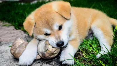 Купите мне собаку!» 15 лучших пород собак для детей