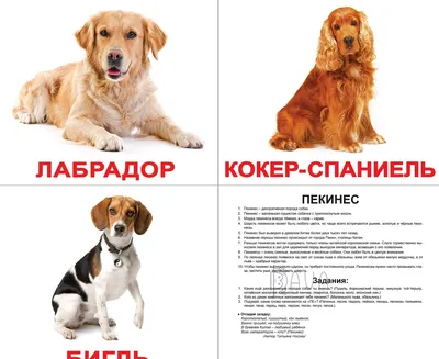 Большие породы собак – топ-15 крупных пород с фото – ProPlan.ru