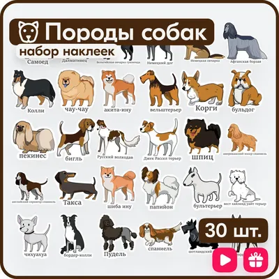 Породы собак – фотографии, названия и описания | Royal Canin