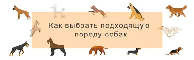 Как определить породу собаки: советы по определению породы