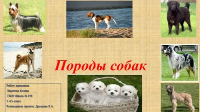 Каталог » 1.Корм для собак :: НК-ЭЛИТ. Семена овощей и цветов. Доставка  почтой по Украине