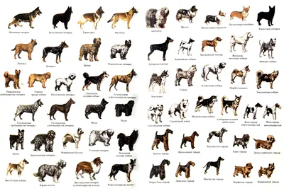 Породы собак с фото и названиями фото