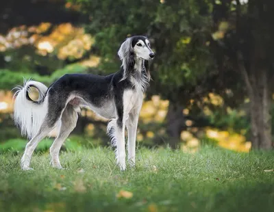 Породы собак: фото, названия и описание — ProPlan.ru