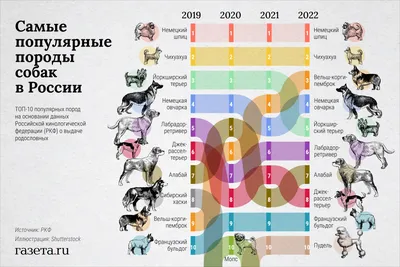 НТВ - 🐕 Правительство утвердило список потенциально опасных пород собак. В  него вошли 12 пород: акбаш, американский бандог, амбульдог, бразильский  бульдог, булли кутта, бульдог алапахский чистокровный (отто), бэндог,  волко-собачьи гибриды, волкособ ...