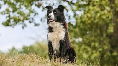 Самые опасные породы собак в Украине - список - Pets