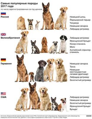 Названы 5 самых дружелюбных пород собак. Не пожалеете, если заведете | РБК  Life