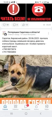Порода Пекинес. Особенности воспитания и содержания дома
