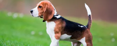 Собака Бассет-хаунд - фото и описание породы, цены на щенков, минусы и  плюсы | Pet-Yes