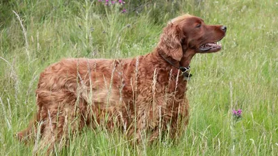 Бигль 🐕 - интересные факты 👍 | Soba4nik.ru | Дзен