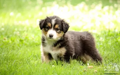 Рыжие породы собак среднего размера, фото и названия | Описание | Pet-Yes