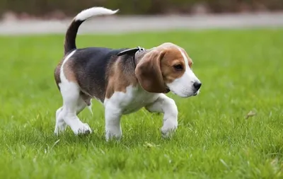 Большие породы собак – топ-15 крупных пород с фото – ProPlan.ru
