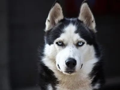 border-collie-2184706_1920 - Alpha Feeds