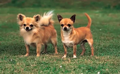 Какие породы собак легко уживаются с кошками | DogCatFan - всё про собак и  кошек | Дзен