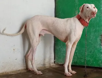 Гончие породы собак: виды, особенности и отличия пород | Royal Canin UA