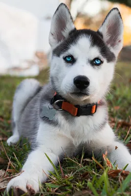 ТОП 10 самых больших собак в мире: породы с фото и описанием - Pets