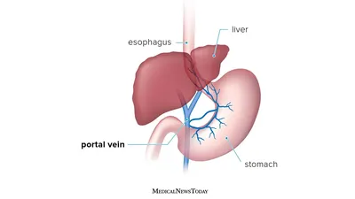 Portal venous system - Wikipedia