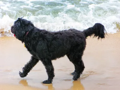 ПОРТУГАЛЬСКАЯ ВОДЯНАЯ СОБАКА (Portuguese Water Dog) (Cão de Agua Português)