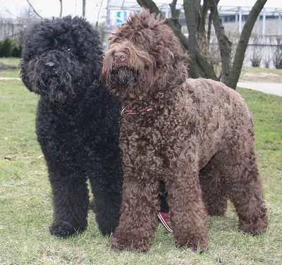 Portuguese Water Dog | Water dog, Portuguese water dog, Dogs