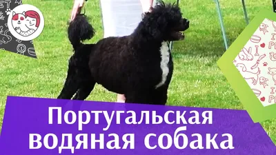 Као Де Аква/Португальская Водяная Собака (Португалия) | МОСОХОТА