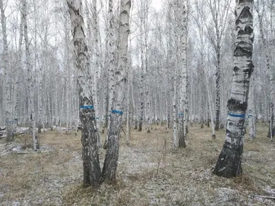 23 000 000 Руб., Дом в Иркутская область, Иркутский район, д. Карлук ул.  Трактовая ., Купить дом Карлук, Иркутский район, ID объекта - 50013515381