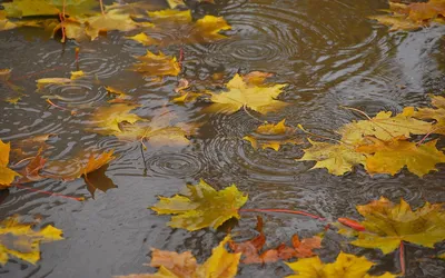 🍂🍁 ДОБРОЕ УТРО, ДРУЗЬЯ! ОТЛИЧНОГО ДНЯ! 🍁🍂 Последние теплые дни октября  А дальше зимняя прохлада.. | ВКонтакте