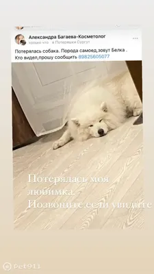 Фонд Помощи животным Потеряшки (@fondpoteryshki86) • Instagram photos and  videos