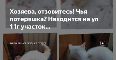 Пропала собака в поселке Кедровый, ищут Цезаря | Pet911.ru