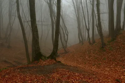 Поздняя осень в Ставропольском лесу. Photographer Aleksandr Zharnikov