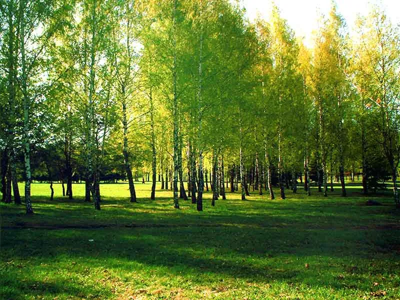 Поздняя весна / Поздняя весна / Фотография на PhotoGeek.ru Поздняя весна / Поздняя весна / Фотография на PhotoGeek.ru
