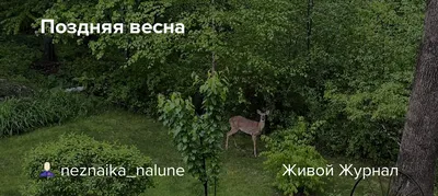 Чем грозит дачникам поздняя весна?