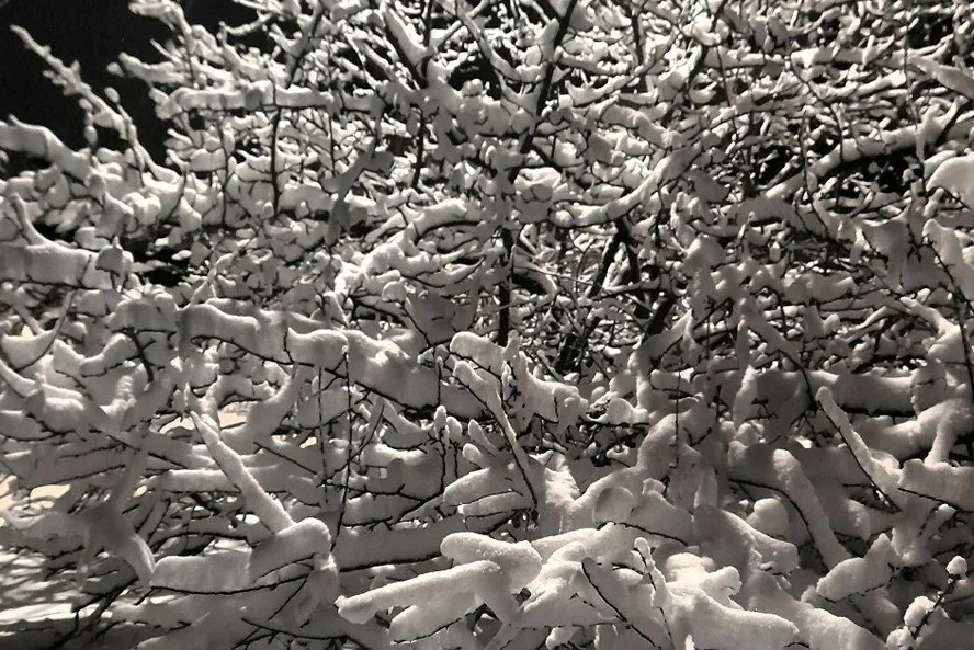 Поздняя Весна Поле Пшеницы - Сельское Хозяйство Тема. Вертикальная Фотография. Фотография, картинки, изображения и сток-фотография без роялти. Image 20432647 Поздняя Весна Поле Пшеницы - Сельское Хозяйство Тема. Вертикальная Фотография. Фотография, картинки, изображения и сток-фотография без роялти. Image 20432647