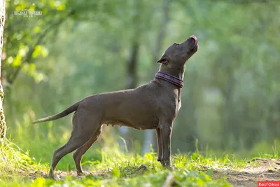 Собака Прайтер - описание породы, фото щенков и цена питбуля прайтер |  Pet-Yes