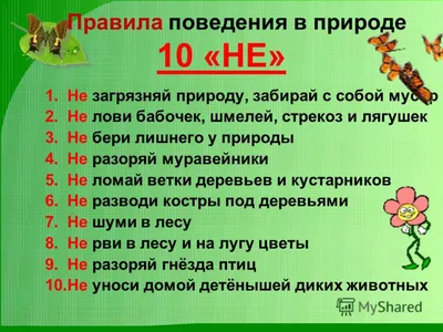 Вредные советы»: школьник из Красноярска нарисовал, как не надо вести себя  в лесу - KP.RU