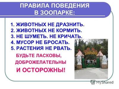 Участвуй в викторинах «Зоо Квиз» – получай призы!