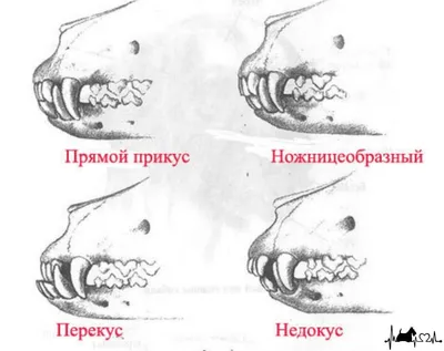 У собаки болят зубы. | Ветеринарная клиника в Текстильщиках