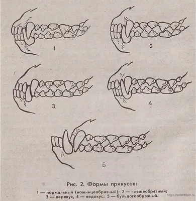 Виды прикуса у собак - заботимся о зубках | Northern Sunrise