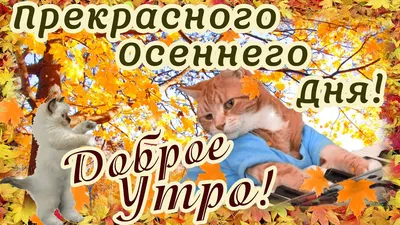 Осенние картинки: Доброго Дня! (184 шт.)