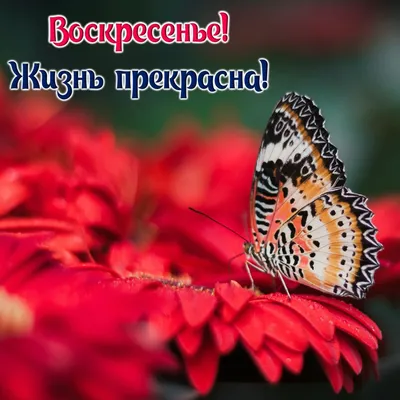 Прекрасного вечера! #добрыйвечер #хорошеговечера #вечер #открытка #пож... |  TikTok