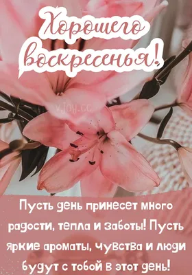 Желаем Вам прекрасного воскресенья 🌷 Мы принимаем заказы к 8 марта. Можно  оформить заказ на доставку или самовывоз 🤩 | Instagram