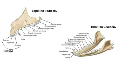 Собачьи зубы. Виды зубов. | DianaFriendDog | Дзен