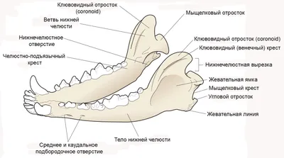 Зубной камень у кошек и собак. Лечение и профилактика | ВКонтакте