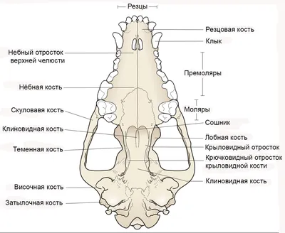 Смена молочных зубов у собак: возрастные рамки и возможные проблемы