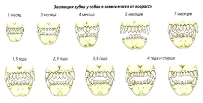 Значимая анатомия и физиология зубов (собаки, кошки) | Ветеринарная клиника  доктора Шубина