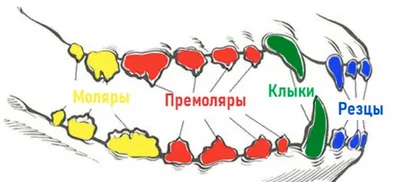 Удаление молочных зубов