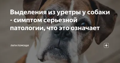 Лайфхаки: как собрать мочу на анализ | Консультация Ветеринара | Дзен