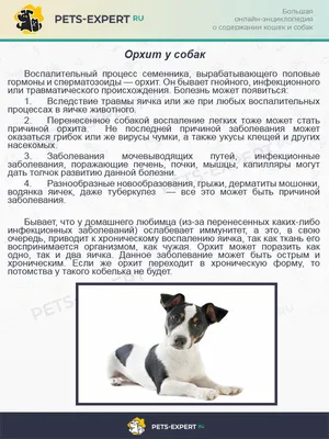Гамавит, восстановление репродукции у кобелей