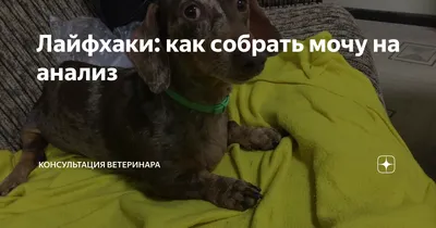 Лайфхаки: как собрать мочу на анализ | Консультация Ветеринара | Дзен