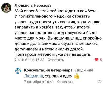 Наркоз для собак последствия влияния. Вред наркоза для старой собаки, как  долго отходит.